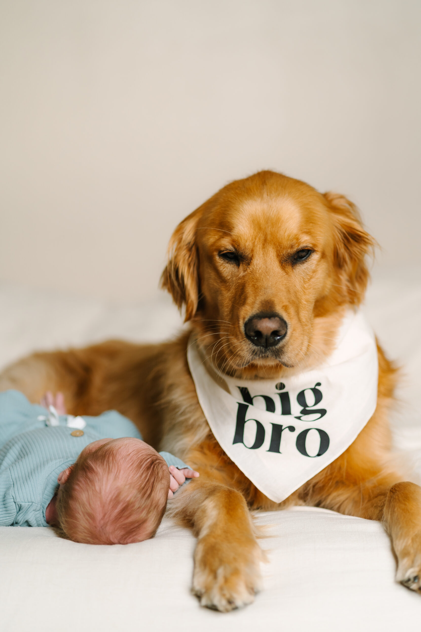 golden retriever sitting with newborn brother wearing a "big bro" bandana, not looking pleased, funny image